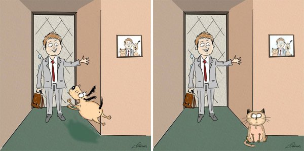 Кошки против собак: 6 основных отличий (6 фото)