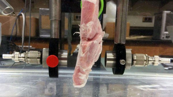 Исследователи разработали методику передачи HD-видео через мясо