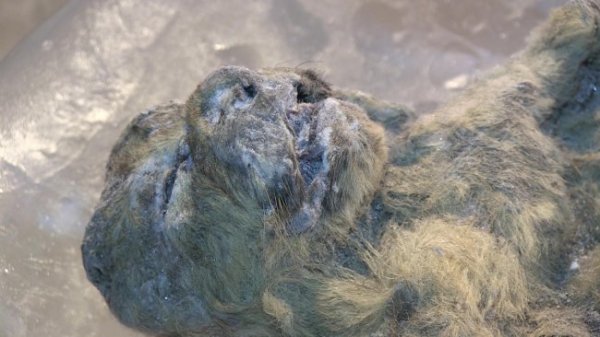 В Якутии нашли останки древнего пещерного льва