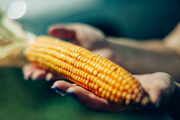 Учёные придумали как адаптировать кукурузу к разным климатическим условиям