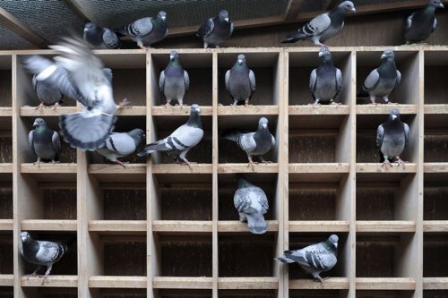 Голландские почтовые голуби