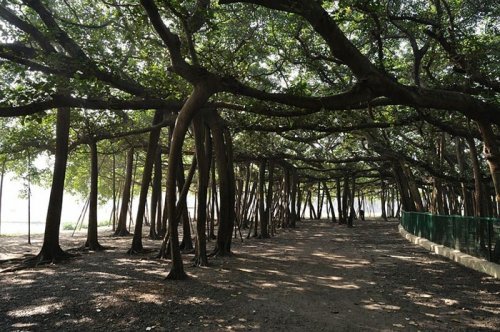 Великий Баньян - самое широкое дерево в мире