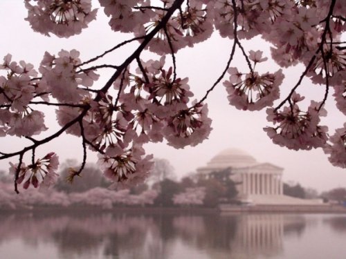 Подборка фотографий цветущей вишни