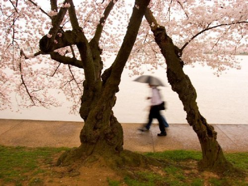 Подборка фотографий цветущей вишни