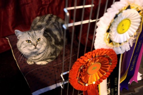 Крупнейшая выставка кошек в Великобритании