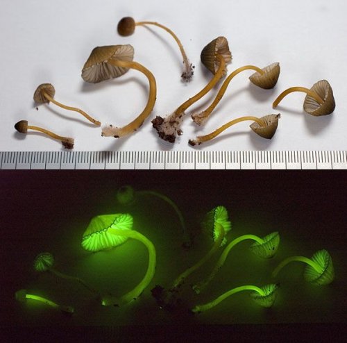 Биолюминесцентные грибы