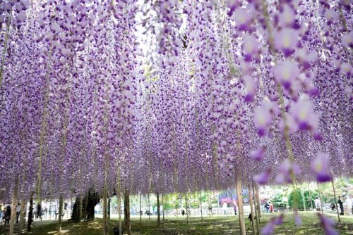 Цветочный парк Асикага