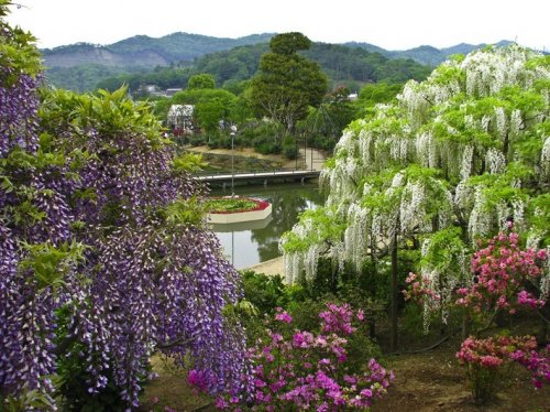 Цветочный парк Асикага