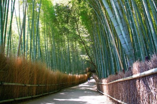 Бамбуковая роща Сагано