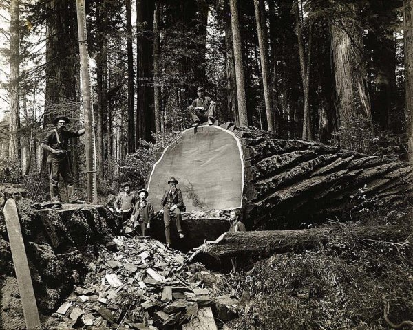 Вырубка леса в Калифорнии в начале прошлого века