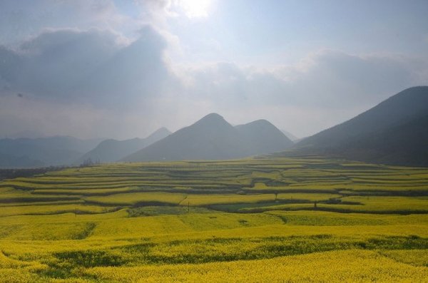 Рапсовые поля в Люпинге (Luoping), Китай