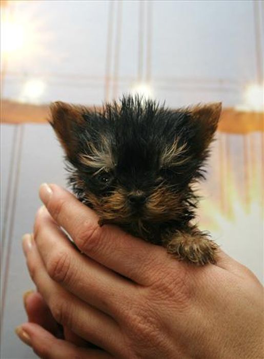 Самая маленькая собачка в мире – терьер Мейси из Польши