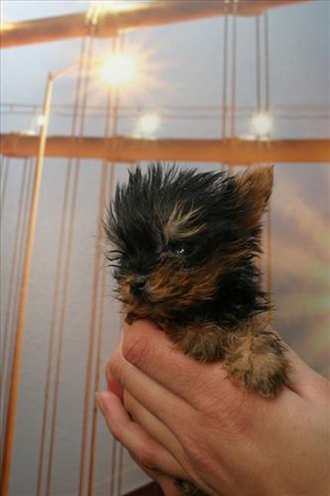 Самая маленькая собачка в мире – терьер Мейси из Польши