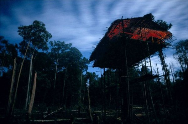 Дома на деревьях племени Коровай в Новой Гвинее