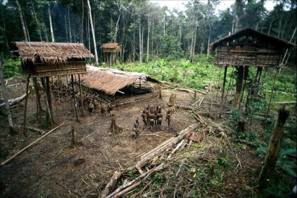 Дома на деревьях племени Коровай в Новой Гвинее