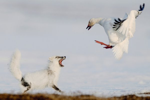 Лучший фотограф дикой природы 2012-го года