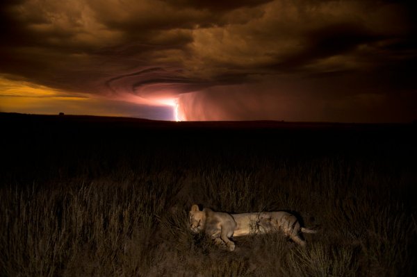 Лучший фотограф дикой природы 2012-го года