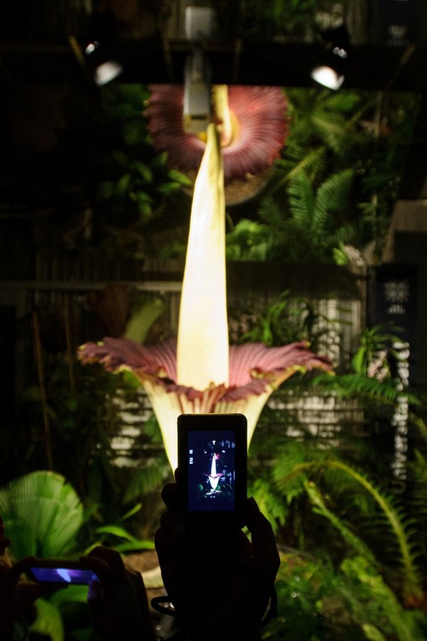 Титан Арум – самый гигантский цветок с невыносимым запахом