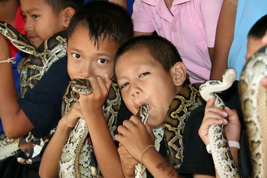 Таиландская «Деревня Кобр», где люди и змеи живут в гармонии