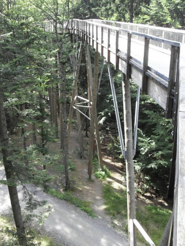 Самая длинная в мире дорожка, расположенная на уровне крон деревьев