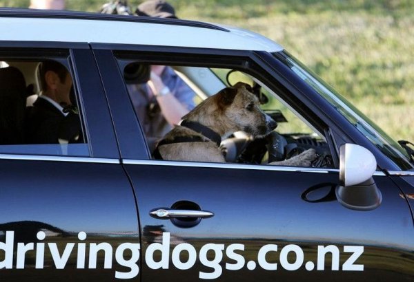 В Новой Зеландии бездомные собаки учатся вождению