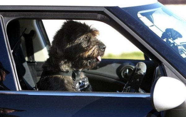 В Новой Зеландии бездомные собаки учатся вождению