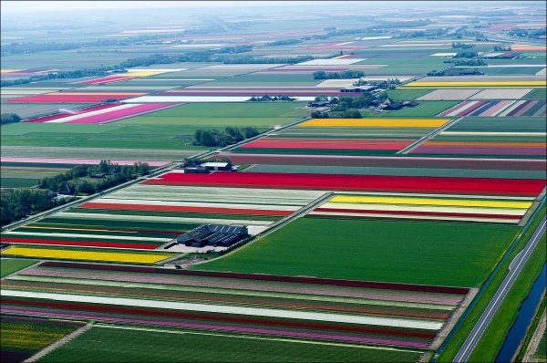 Красота и великолепие тюльпановых полей