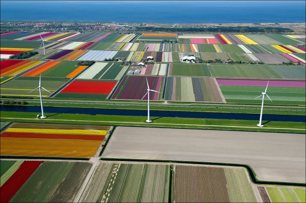 Красота и великолепие тюльпановых полей