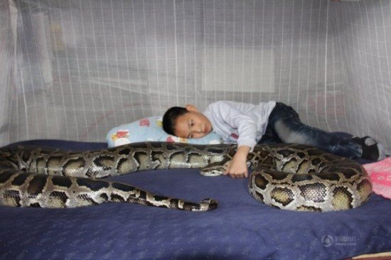 Мальчик из Китая жил и спал с питоном на протяжении 13 лет