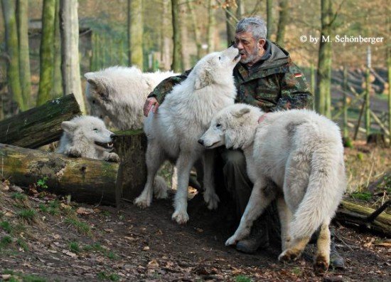 Жизнь с волками: удивительная история Вернера Фройнда