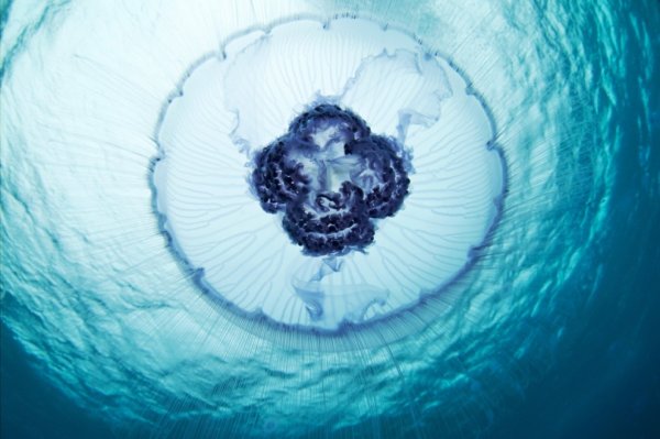 Подводный мир в фотографиях Александра Семёнова (26 фото)