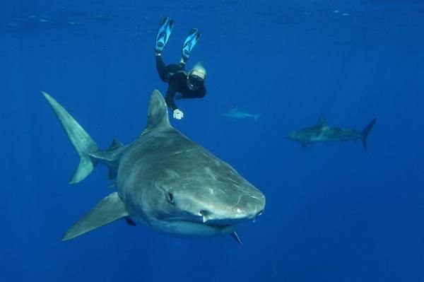 Заклинательница акул: молодая защитница природы танцует с белыми акулами