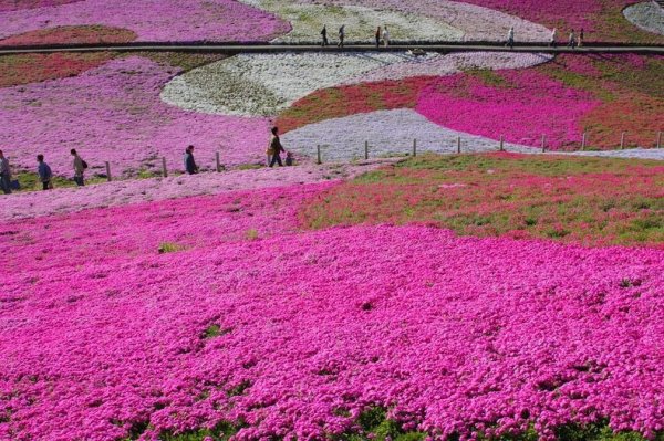 Цветение шиловидного флокса в парке «Hitsujiyama», Япония