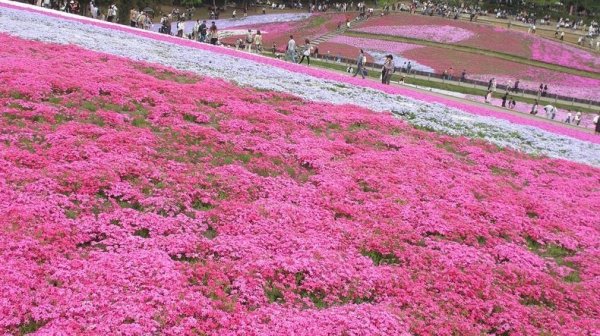 Цветение шиловидного флокса в парке «Hitsujiyama», Япония