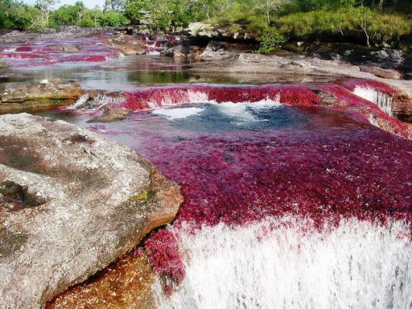 Река пяти цветов Каньо-Кристалес – самая красивая на планете