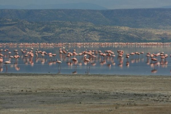 Солёное розовое озеро Натрон (17 фото)