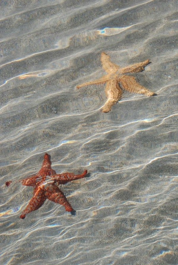 Морские звёзды на пляже Бока-дель-Драго в Панаме (17 фото)