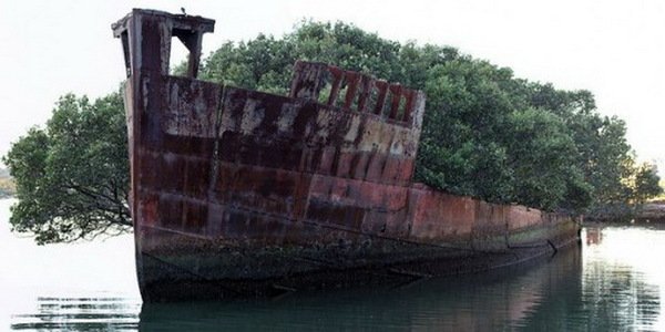 SS Ayrfield – заброшенный корабль, превратившийся в плавающий лес (8 фото)