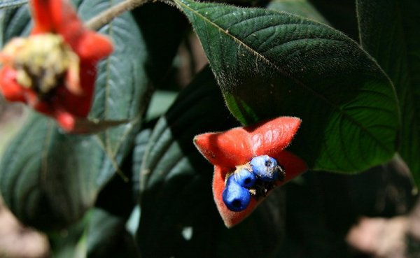 Соблазнительный цветок в виде алых женских губ (16 фото)
