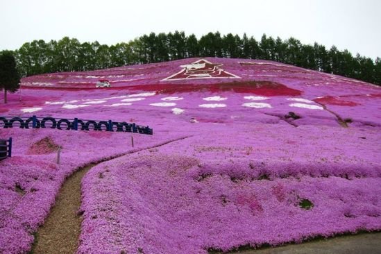 Умопомрачительный цветочный холм на острове Хоккайдо (5 фото)