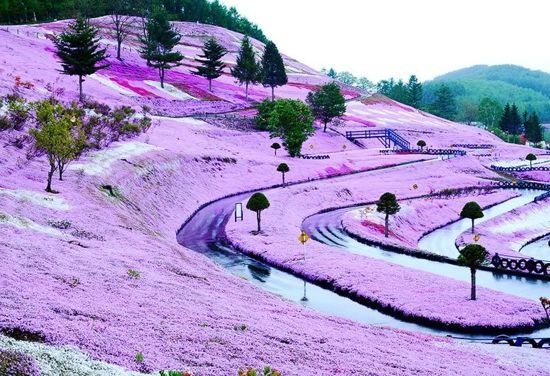 Умопомрачительный цветочный холм на острове Хоккайдо (5 фото)