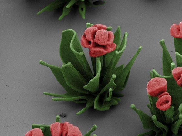 Исследователь выращивает микроскопические цветы, управляя процессом кристаллизации