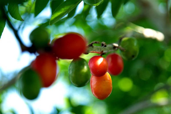 16 Самых полезных экзотических плодов (43 фото)