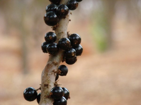 Жаботикаба: дерево с фруктами на стволе