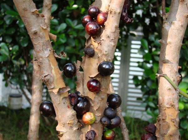 Жаботикаба: дерево с фруктами на стволе