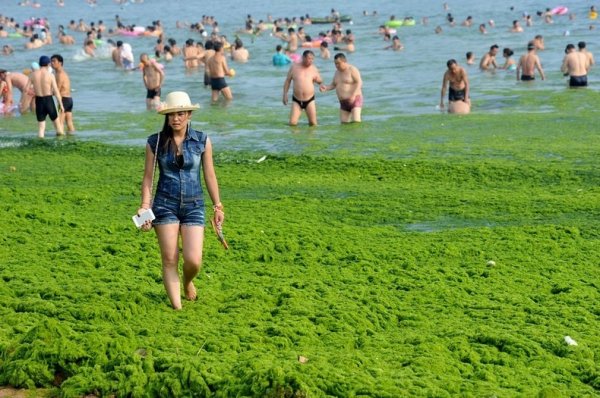 Китайские пляжи опять завалены нахлынувшими водорослями (13 фото)