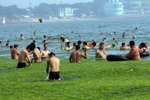 Китайские пляжи опять завалены нахлынувшими водорослями (13 фото)