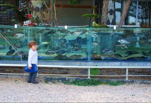 Житель Турции построил забор в виде аквариума (4 фото + 1 видео)