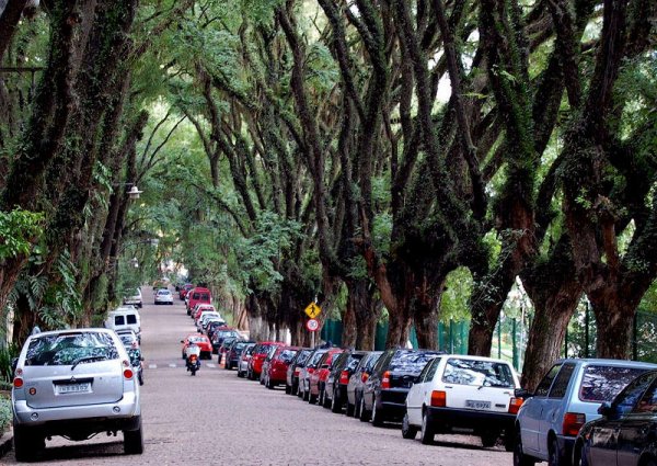 Палисандровая аллея в Бразилии – самая красивая улица в мире (12 фото)