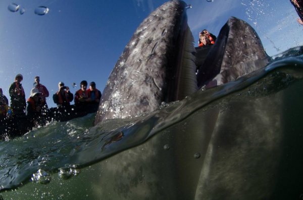 Морская прогулка с китами для самых смелых (21 фото)